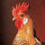 The Fairest Fowl: Portraits of Championship Chickens