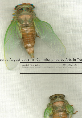 Cicada Pumping Its Wings poster