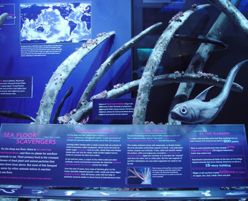 Hall of Ocean Life exhibition