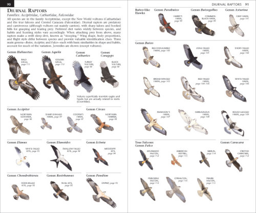 Sibley Field Guide to Birds of Eastern/Western North America