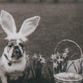 Bunny 1993