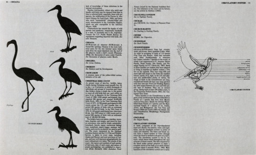 The Audubon Society Encyclopedia of North American Birds