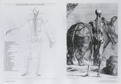Albinus on Anatomy