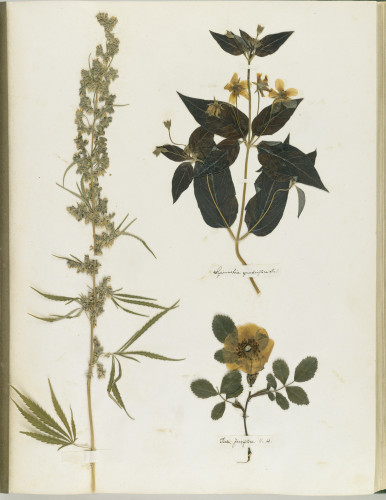 Emily Dickinson’s Herbarium
