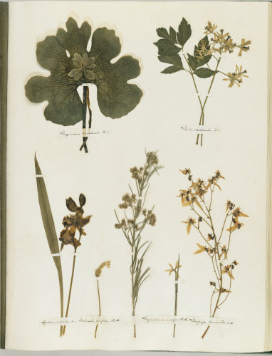 Emily Dickinson’s Herbarium