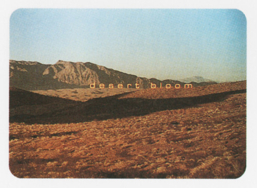 "Desert Bloom"