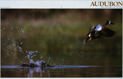 Audubon March 1983