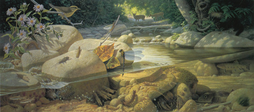 Life in a Mountain Stream