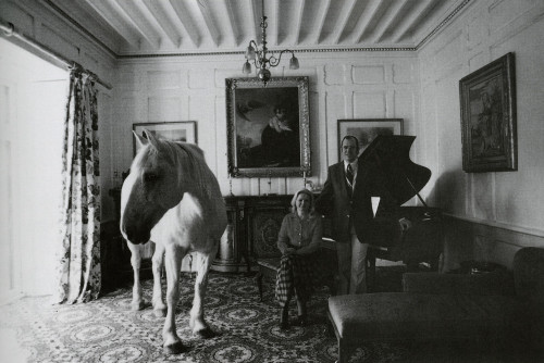 A Horse in the Dining Room