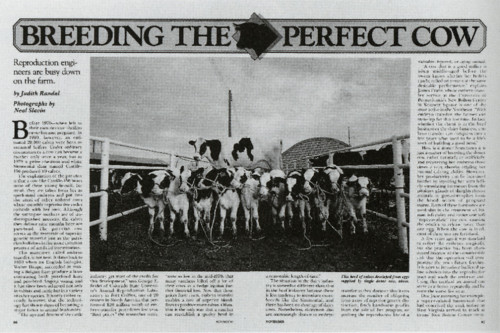 Breeding the Perfect Cow