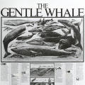 The Gentle Whale