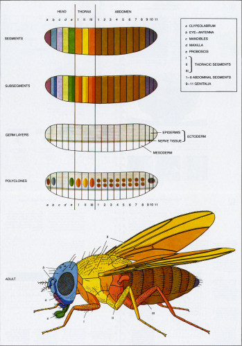 Compartments in the Development of the Fruit Fly