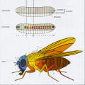 Compartments in the Development of the Fruit Fly
