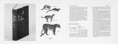 The Mammal Guide
