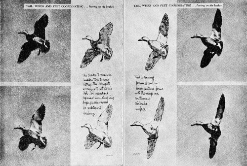 Prairie Wings: Pen and Camera Flight Studies