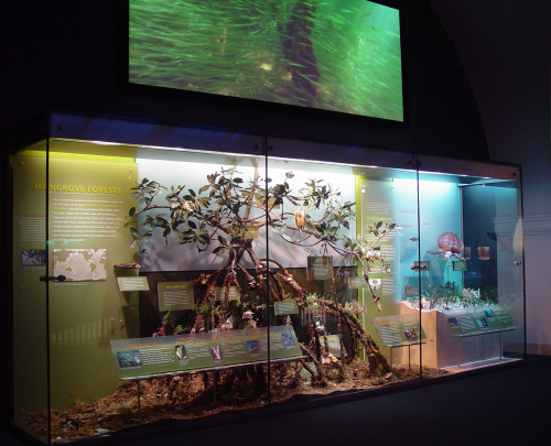 Hall of Ocean Life exhibition