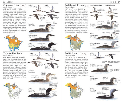 Sibley Field Guide to Birds of Eastern/Western North America