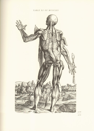 On the Fabric of the Human Body, Book II: The Ligaments and Muscles 