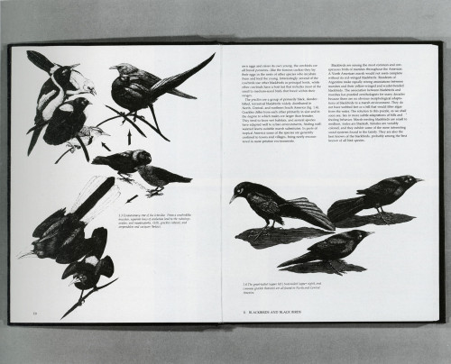 Blackbirds of the Americas