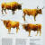Genus Bos: Cattle Breeds of the World