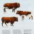 Genus Bos: Cattle Breeds of the World