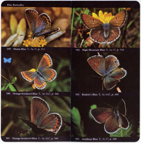 The Audubon Society Field Guides to North America: Seashells; Mushrooms; Butterflies; Seashore Creatures