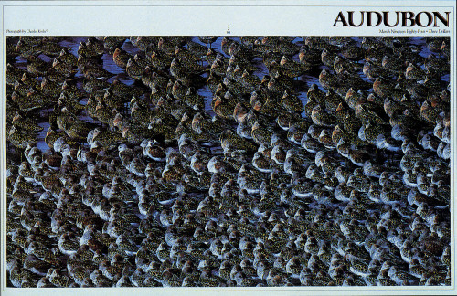 Audubon March 1984