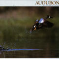 Audubon March 1983