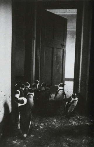 Squatters in Black Tie—Jackass Penguins