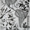 Bird Migration in the Americas