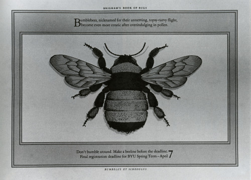 Brigham’s Book of Bugs, Bumblebees