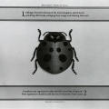 Brigham’s Book of Bugs, Ladybugs