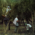 Olives—Heinz Harvest Portfolio, The Search for Food
