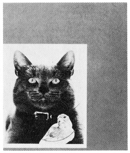 Cat Eats Bird, retouching announcement