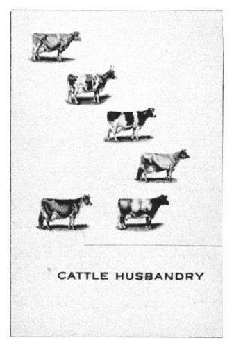 Cattle Husbandry